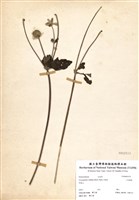 藏品(小白頭翁)的圖片